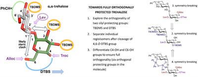 Versatile approach towards fully desymmetrized trehalose with a novel set of orthogonal protecting groups